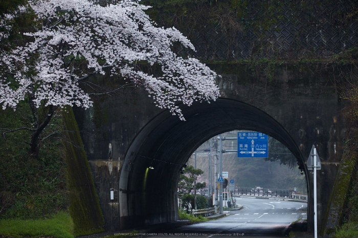 奈良西吉野,桜(IMG_7978,215 mm,F6.3_5DII)2015yaotomi.jpg