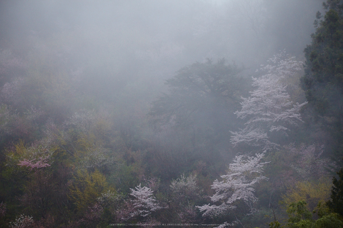 奈良西吉野,桜(IMG_7988,205 mm,F7.1_5DII)2015yaotomi 1.jpg