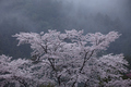 奈良西吉野,桜(IMG_7998,150 mm,F6.3,5DII,F)2015yaotomi_.jpg