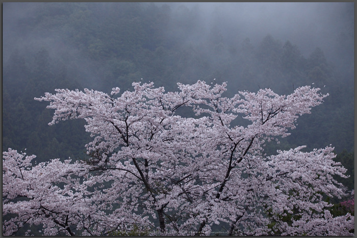 奈良西吉野,桜(IMG_7998,150-mm,F6.3_5DII,t)2015yaotomi.jpg