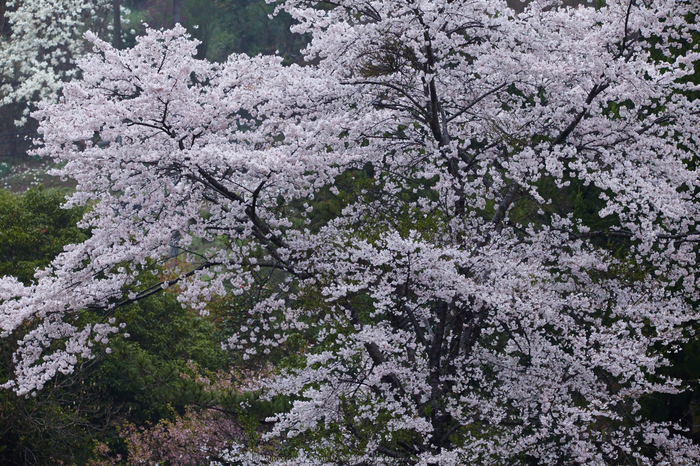 奈良西吉野,桜(IMG_8012,221 mm,F7.1_5DII)2015yaotomi.jpg