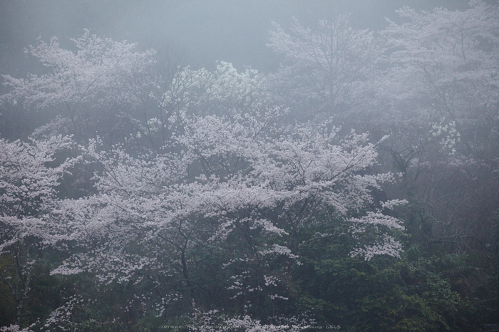 奈良西吉野,桜(IMG_8015,324 mm,F7.1_5DII)2015yaotomi.jpg