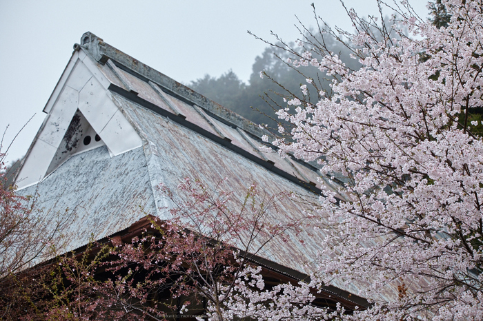 奈良西吉野,桜(IMG_8021,150 mm,F7.1_5DII)2015yaotomi.jpg