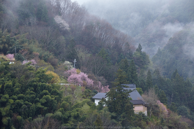 奈良西吉野,桜(IMG_8031,150 mm,F8_5DII)2015yaotomi.jpg