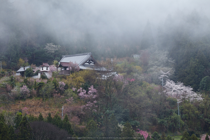 奈良西吉野,桜(IMG_8036,180 mm,F8_5DII)2015yaotomi.jpg