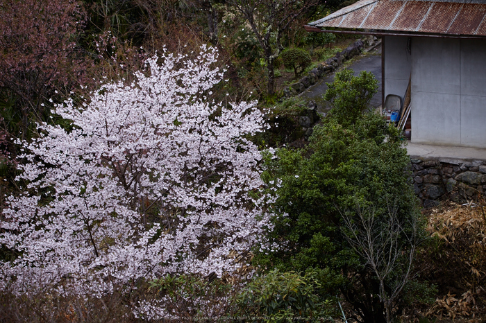 奈良西吉野,桜(IMG_8053,157 mm,F5.6_5DII)2015yaotomi.jpg