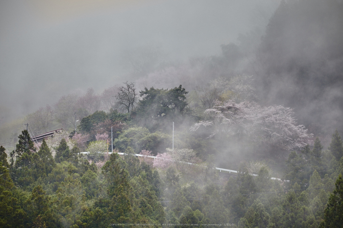 奈良西吉野,桜(IMG_8071,267 mm,F8_5DII)2015yaotomi.jpg