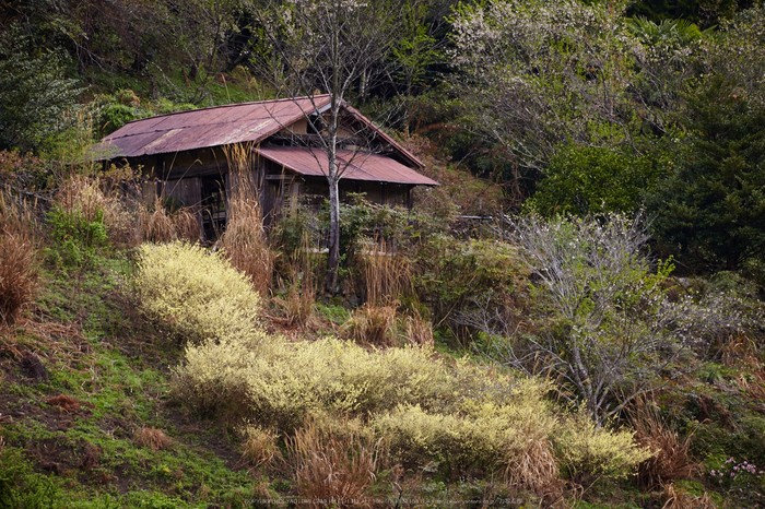 奈良西吉野,桜(IMG_8073,267 mm,F7.1_5DII)2015yaotomi.jpg