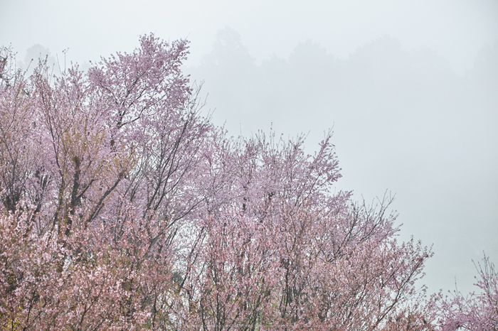 奈良西吉野,桜(IMG_8076,150 mm,F7.1_5DII)2015yaotomi.jpg