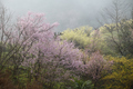 奈良西吉野,桜(IMG_8079,150 mm,7.1,5DII_F)2015yaotomi_.jpg