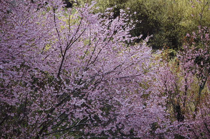 奈良西吉野,桜(IMG_8093,468 mm,F7.1_5DII)2015yaotomi 1.jpg