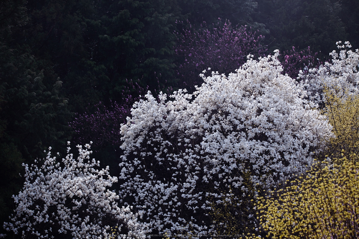 奈良西吉野,桜(IMG_8106,196 mm,F7.1_5DII)2015yaotomi.jpg