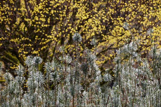 奈良西吉野,桜(IMG_8112,244 mm,7.1,5DII_F)2015yaotomi_.jpg