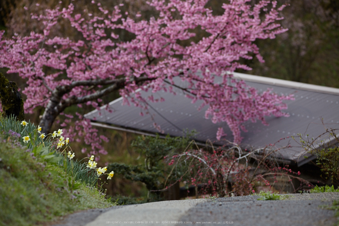 奈良西吉野,桜(IMG_8113,313 mm,7.1,5DII)2015yaotomi_.jpg