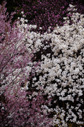 奈良西吉野,桜(IMG_8116,196 mm,5.6,5DII_F)2015yaotomi_.jpg