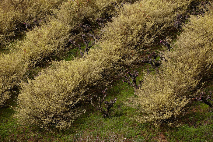 奈良西吉野,桜(IMG_8124,196 mm,F7.1_5DII)2015yaotomi.jpg