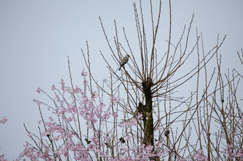 奈良西吉野,桜(IMG_8126,600 mm,F7.1_5DII)2015yaotomi_s1.jpg