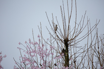 奈良西吉野,桜(IMG_8128,600 mm,F7.1_5DII)2015yaotomi_s2.jpg