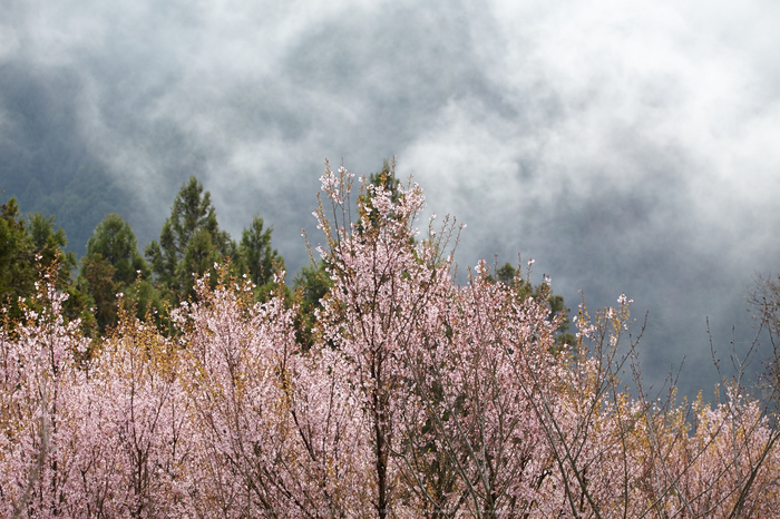 奈良西吉野,桜(IMG_8133,168 mm,F7.1_5DII)2015yaotomi.jpg