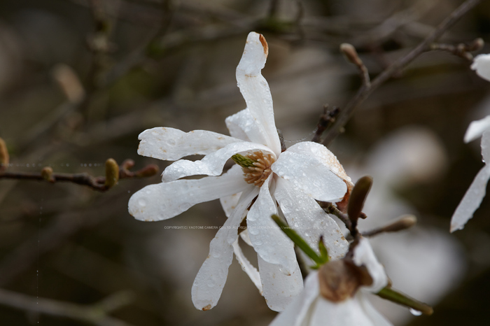 奈良西吉野,桜(IMG_8137,600 mm,F8_5DII)2015yaotomi.jpg