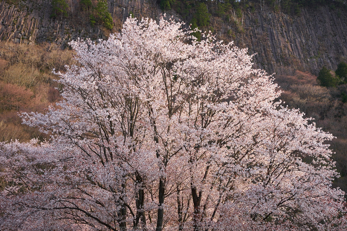 屏風岩公苑,桜(P1050337,30 mm,F5,DMC-GX7)2015yaotomi.jpg