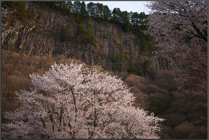 屏風岩公苑,桜(P1050347,30-mm,F2.8,DMC-GX7t)2015yaotomi.jpg