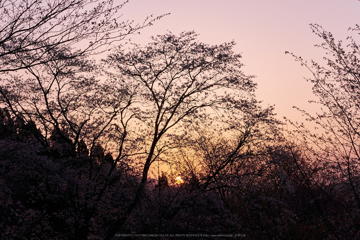 屏風岩公苑,桜(P9710429,43 mm,F6.3,DMC-GM5)2015yaotomi 1.jpg