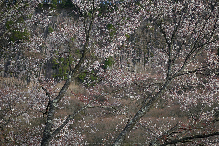 屏風岩公苑,桜(P9710518,43 mm,F1.8,DMC-GM5)2015yaotomi.jpg