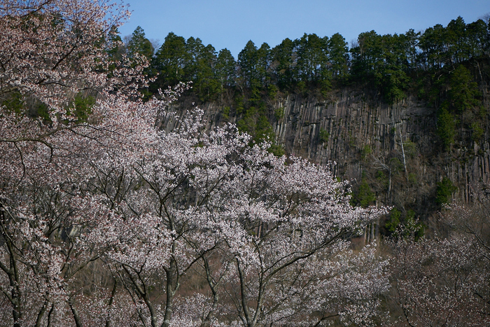 屏風岩公苑,桜(P9710522,43 mm,F1.8,DMC-GM5)2015yaotomi.jpg