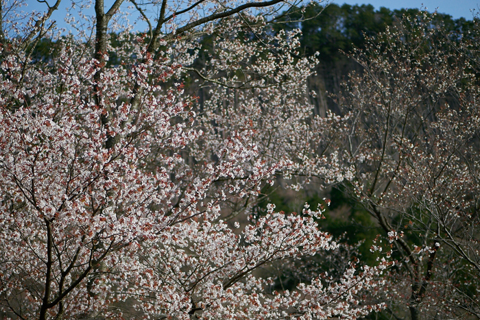 屏風岩公苑,桜(P9710527,43 mm,F1.7,DMC-GM5)2015yaotomi.jpg