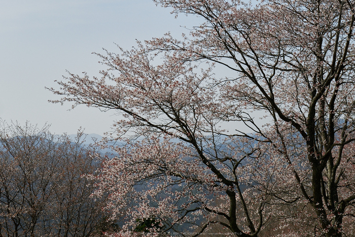 屏風岩公苑,桜(P9710532,43 mm,F6.3,DMC-GM5)2015yaotomi.jpg