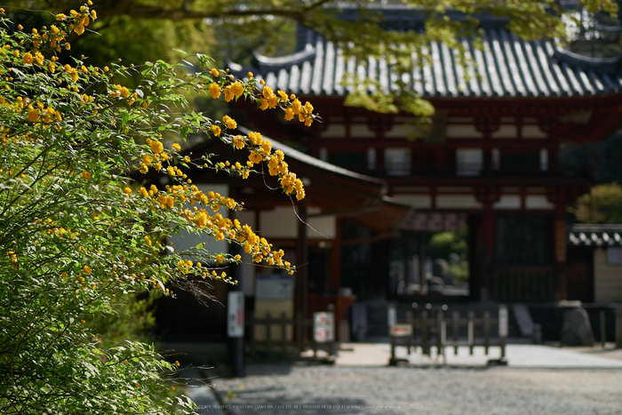 岡寺,シャガ,石楠花(P9710534,43 mm,F2,DMC-GM5)2015yaotomi.jpg