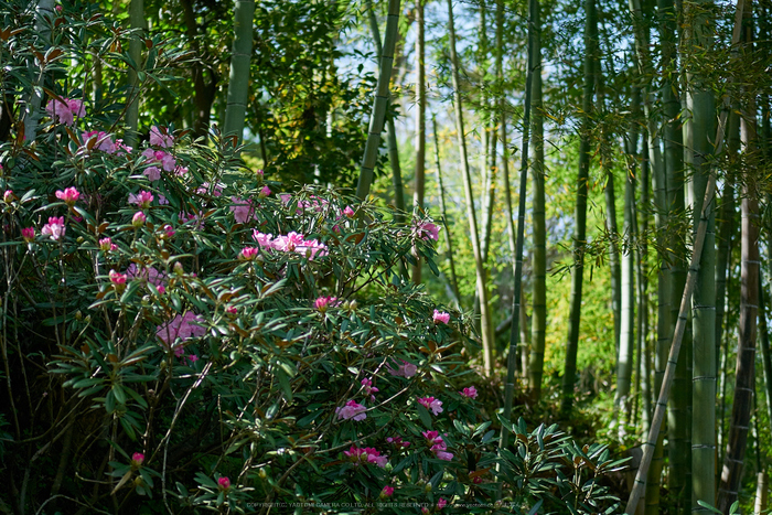 岡寺,シャガ,石楠花(P9710538,43 mm,F1.8,DMC-GM5)2015yaotomi.jpg