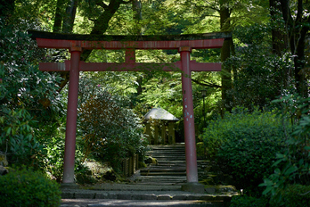 岡寺,シャガ,石楠花(P9710545,43 mm,F1.7,DMC-GM5)2015yaotomi.jpg