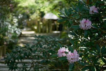 岡寺,シャガ,石楠花(P9710548,43 mm,F1.7,DMC-GM5)2015yaotomi.jpg