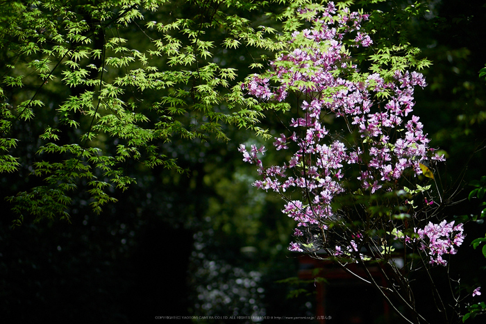 岡寺,シャガ,石楠花(P9710558,43 mm,F1.7,DMC-GM5)2015yaotomi.jpg