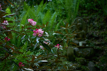 岡寺,シャガ,石楠花(P9710573,43 mm,F1.7,DMC-GM5)2015yaotomi.jpg