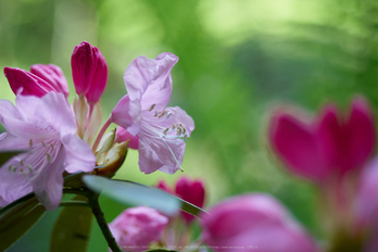 岡寺,シャガ,石楠花(P9710576,43 mm,F1.7,DMC-GM5)2015yaotomi.jpg