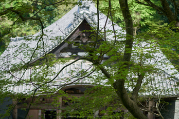 岡寺,シャガ,石楠花(P9710608,43 mm,F1.7,DMC-GM5)2015yaotomi.jpg