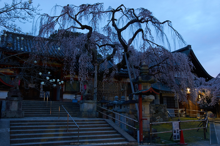 氷室神社,桜(PK3_0821,23 mm,5,K3)2015yaotomi.jpg