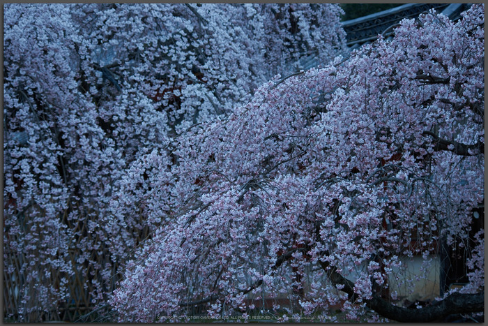 氷室神社,桜(PK3_0846,70 mm,5,K3_T)2015yaotomi.jpg