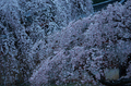 氷室神社,桜(PK3_0846,70 mm,F5,K3_F)2015yaotomi.jpg