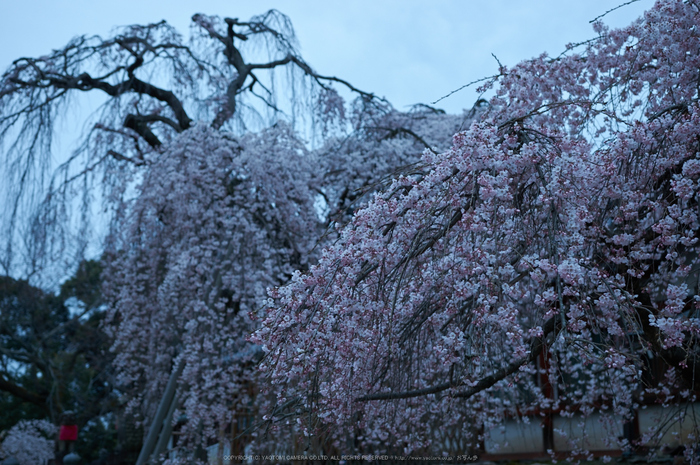 氷室神社,桜(PK3_0863,35 mm,2.8,K3)2015yaotomi.jpg