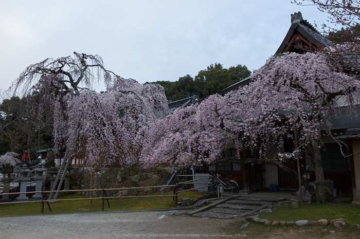 氷室神社,桜(PK3_0884,21 mm,5,K3)2015yaotomi.jpg