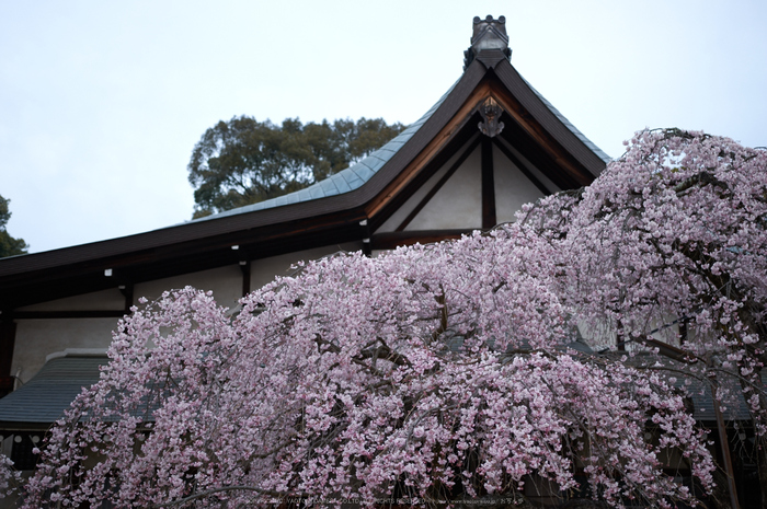 氷室神社,桜(PK3_0900,35 mm,1.8,K3)2015yaotomi.jpg