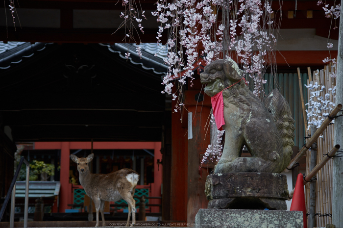 氷室神社,桜(PK3_0926,98 mm,4.5,K3)2015yaotomi.jpg