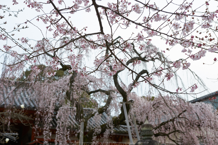 氷室神社,桜(PK3_0953,35 mm,4.5,K3)2015yaotomi.jpg