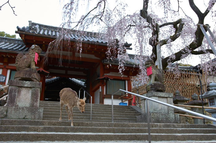氷室神社,桜(PK3_0966,21 mm,3.2,K3)2015yaotomi.jpg