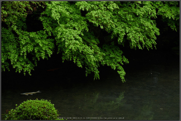 洛北蓮花寺,新緑(P9710744,43-mm,2.8,DMC-GX7t)2015yaotomi_.jpg