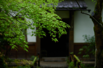 洛北蓮華寺,新緑(P9710726,43 mm,F1.7,DMC-GX7)2015yaotomi.jpg